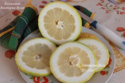 C. limonimedica Bicolor2 - 